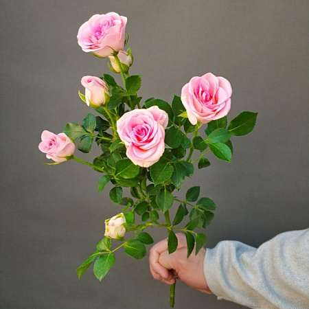 Кустовая роза Эквадор в ассортименте