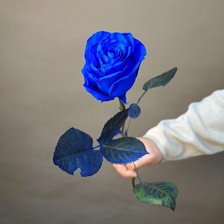 Синяя роза Эквадор