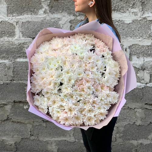 Хризантема 37 шт