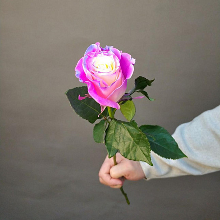 Фиолетово-белая роза Эквадор