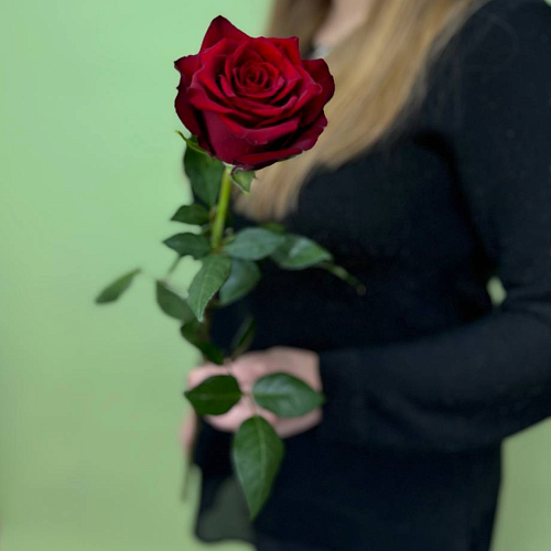 Роза Эквадор