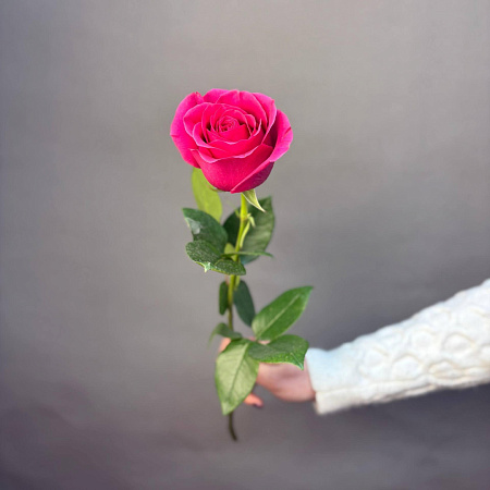 Роза Эквадор Фулл Монти/Пинк Флоид