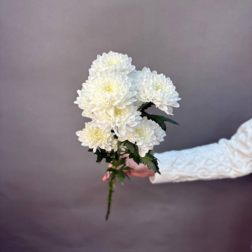 Кустовая хризантема Алтай