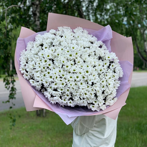 Хризантема 51 шт