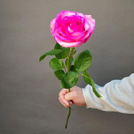 Роза Эквадор в ассортименте