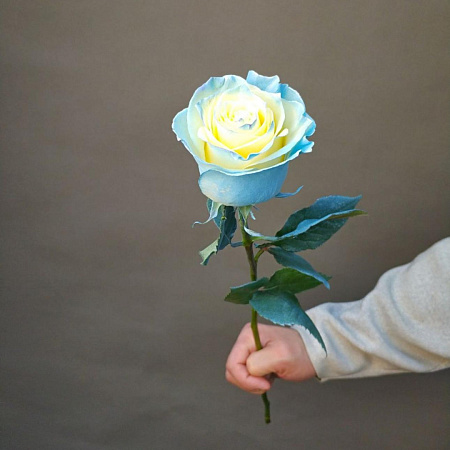 Крашенная роза Эквадор