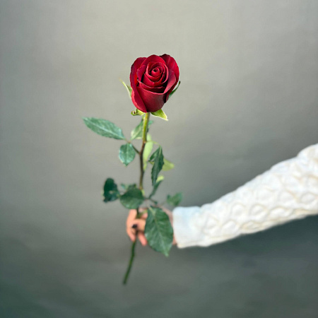 Роза Эквадор Эксплорер