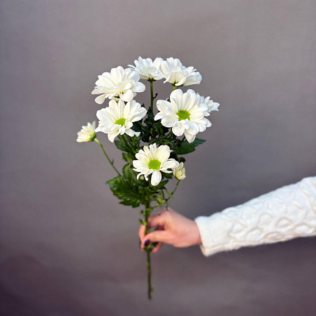 Кустовая хризантема Кеннеди