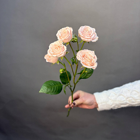 Кустовая роза Воланс