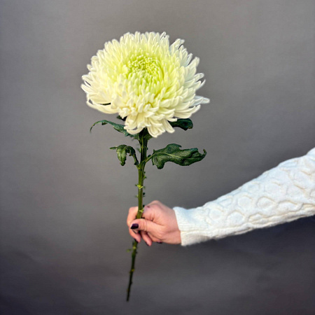 Одноголовая хризантема Магнум