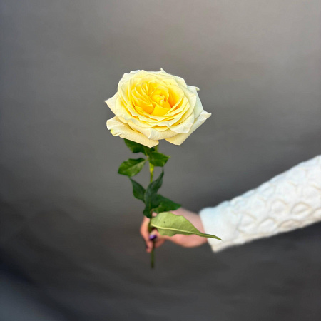 Роза Эквадор Канделайт