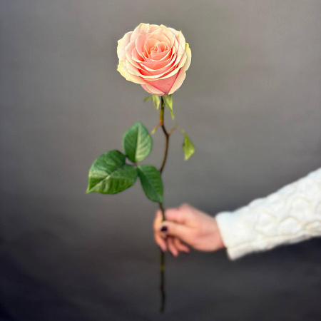 Роза Эквадор Фруттето