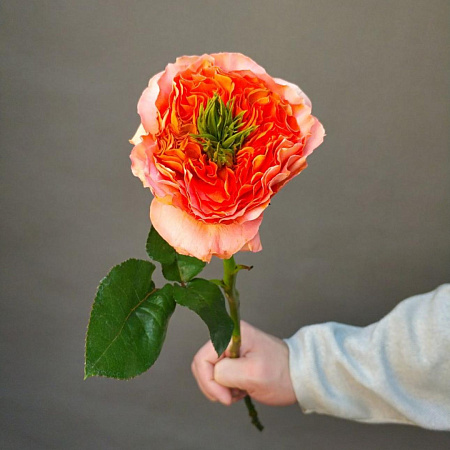 Роза Мандарин Экспрешн Эквадор